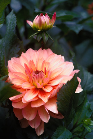 Beautiful chrysanthemum in the city garden, abstract natural backgroundsの写真素材