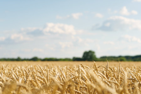 Field of ripe wheat under bright summer sunlightの写真素材
