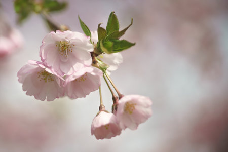 Beautiful Sakura flowers. Spring natural backgroundsの写真素材