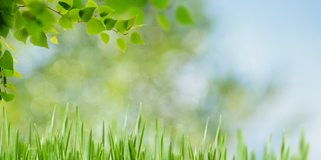Summer backgrounds with birch foliage over blurred backgroundsの写真素材