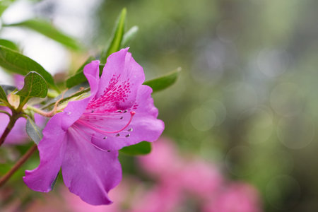 Spring azalea flowers. Art abstract natural backgroundsの写真素材