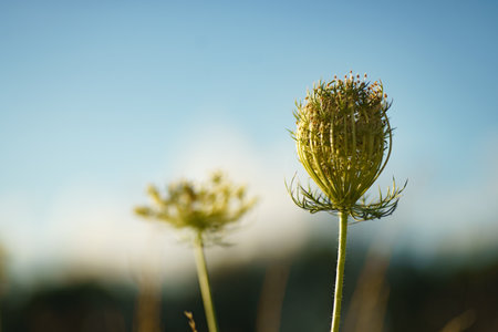 Beautiful wild flowers on the summer meadowの写真素材