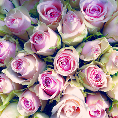 Rose buds are covered with morning dew. natural backgroundの写真素材