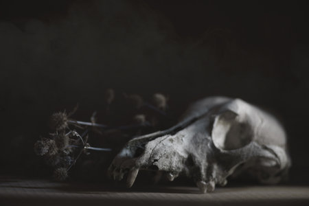 Alchemist kennel. Halloween holidays backgroundの写真素材