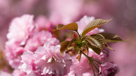 Sakura flowers. Beautiful natural backgrounds with blured backgroundsの写真素材