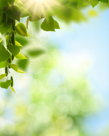 Summer backgrounds with birch foliage over blurred backgroundsの写真素材