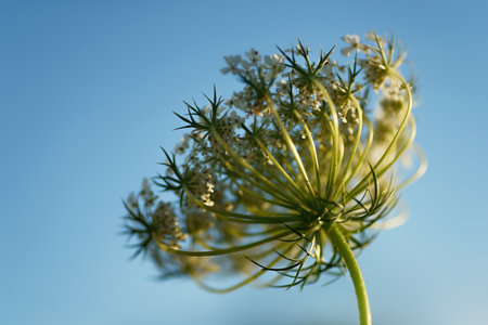 Beautiful wild flowers on the summer meadowの写真素材