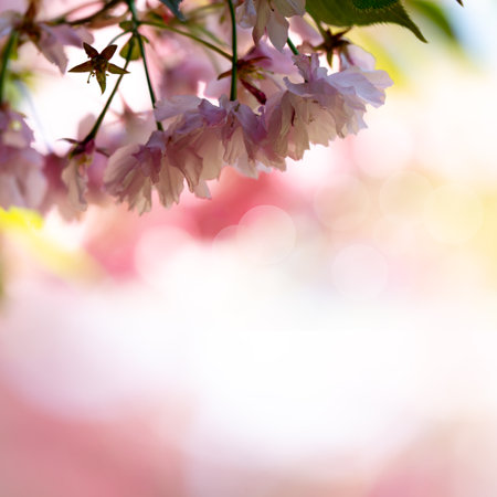 Springtime Symphony.. Beautiful  Sakura Blossoms in Bloom. Seasonal backgroundsの写真素材