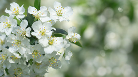 Springtime Symphony.. Beautiful  cherry  Blossoms in Bloom. Seasonal Backgrounds