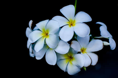 Frangipani, Thailandの写真素材