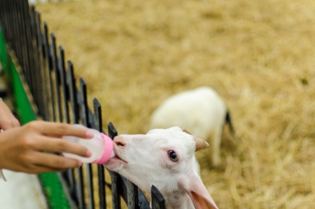 Goat feeding, Rayong, Thailandの写真素材