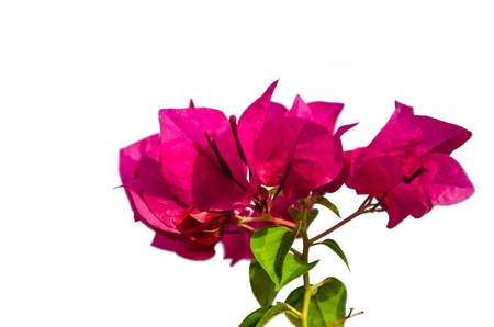 Paper flower from Thailandの写真素材