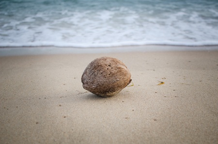 Old coconut on the beachの写真素材