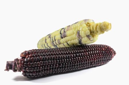 Violet corn and the colorful corn with isolated on whiteの写真素材