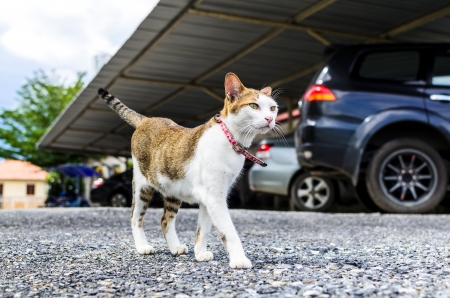 The beautiful cat is standing on groundの写真素材