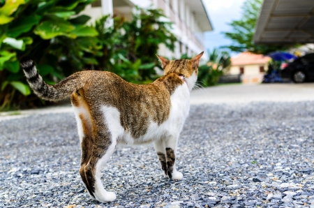 The beautiful cat is standing on groundの写真素材