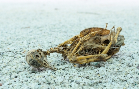 The remains of the dead bird on the groundの写真素材