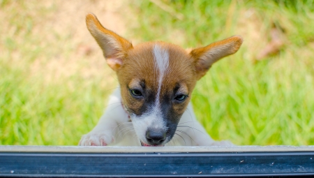 Jack russell
