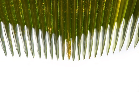 Sugar palm leaf texture and background with the white isolated space