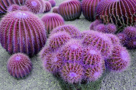 Spherical cactus in the park, Thailandの写真素材