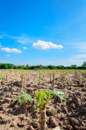 Cassava tree with blue sky backgroundの写真素材
