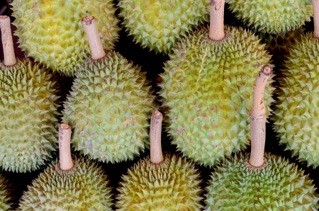 Durians from Thailand with black backgroundの写真素材