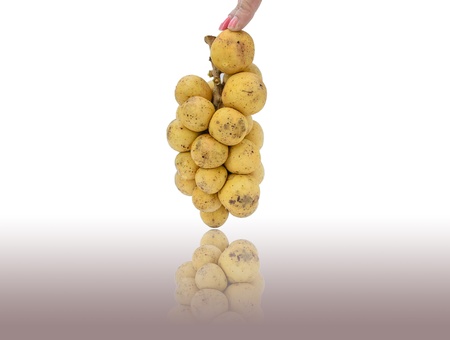 Isolated Thai native fruit  Long gong の写真素材