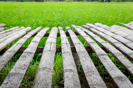 Wooden platform with rise field plantation in Thailandの写真素材