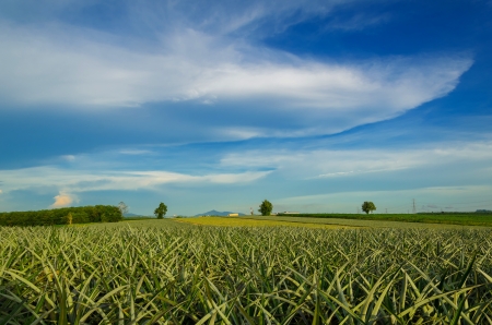 Pineapple fruit field with blue sky backgroundの写真素材