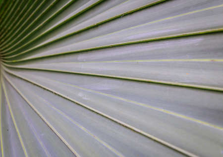 Sugar palm leaves texture and background