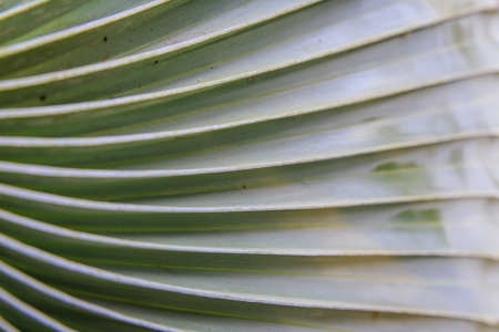 Sugar palm leaves texture and backgroundの写真素材