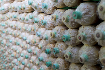 mushroom grow up in plastic bottles, Thailandの写真素材