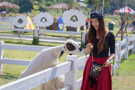Attractive young woman feeding a sheep, Thailandの写真素材