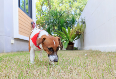 jack russel on a green spring grassesの写真素材