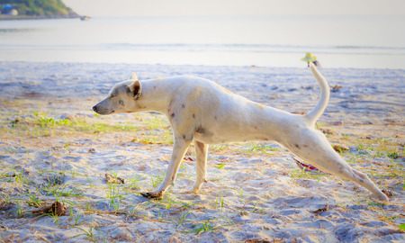 Relaxed dog on the beach sand, Thailandの写真素材