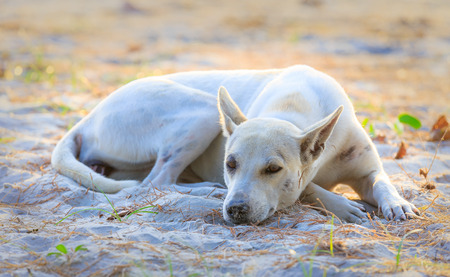 Sleeping relaxed dog on the beach sand, Thailandの写真素材