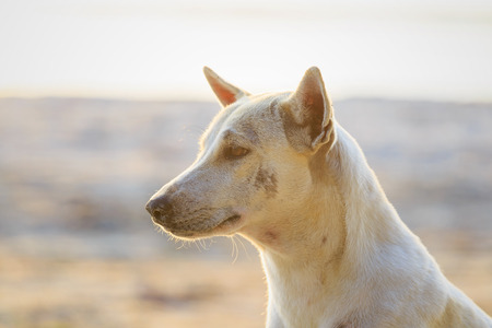 Relaxed dog on the beach sand, Thailandの写真素材