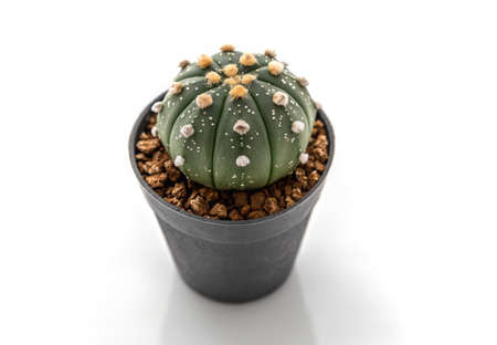 Cactus isolated on white background