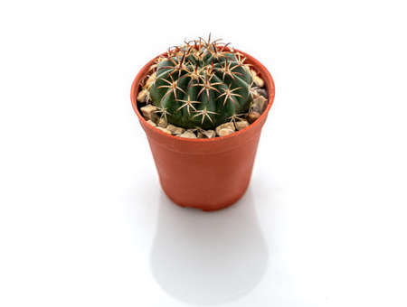 Cactus isolated on whiteの写真素材