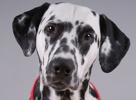 Portrait of Dalmatian on grayの写真素材