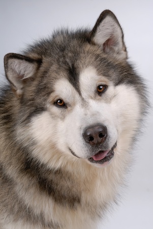 Portrait of Alaskan Malamute on grayの写真素材