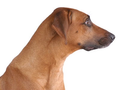 Portrait of Rhodesian Ridgeback isolated on white