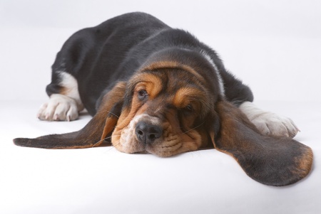 Portrait of snoozing basset-haund puppy on gray