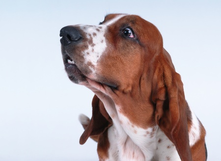 Portrait of basset-haund on blueの写真素材