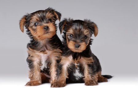 Portrait of two puppies of yorkshire terrierの写真素材
