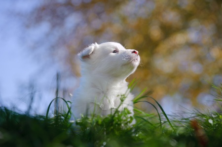 Portrait of yakutian laika puppy with sky and trees on the backgroundの写真素材