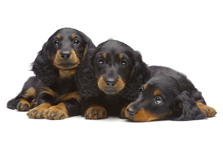 Portrait of three laying puppies of Dachshund on whiteの写真素材