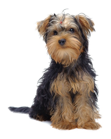 Portrait of sitting puppy of yorkshire terrier isolated on whiteの写真素材