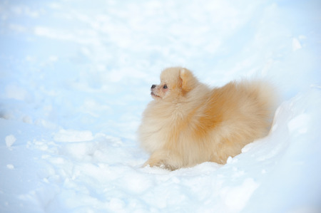 Portrait of red puppy of german spitz walking on snowの写真素材