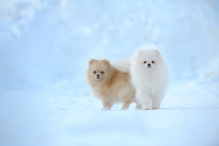 Portrait of pair of german spitzes walking on snowの写真素材